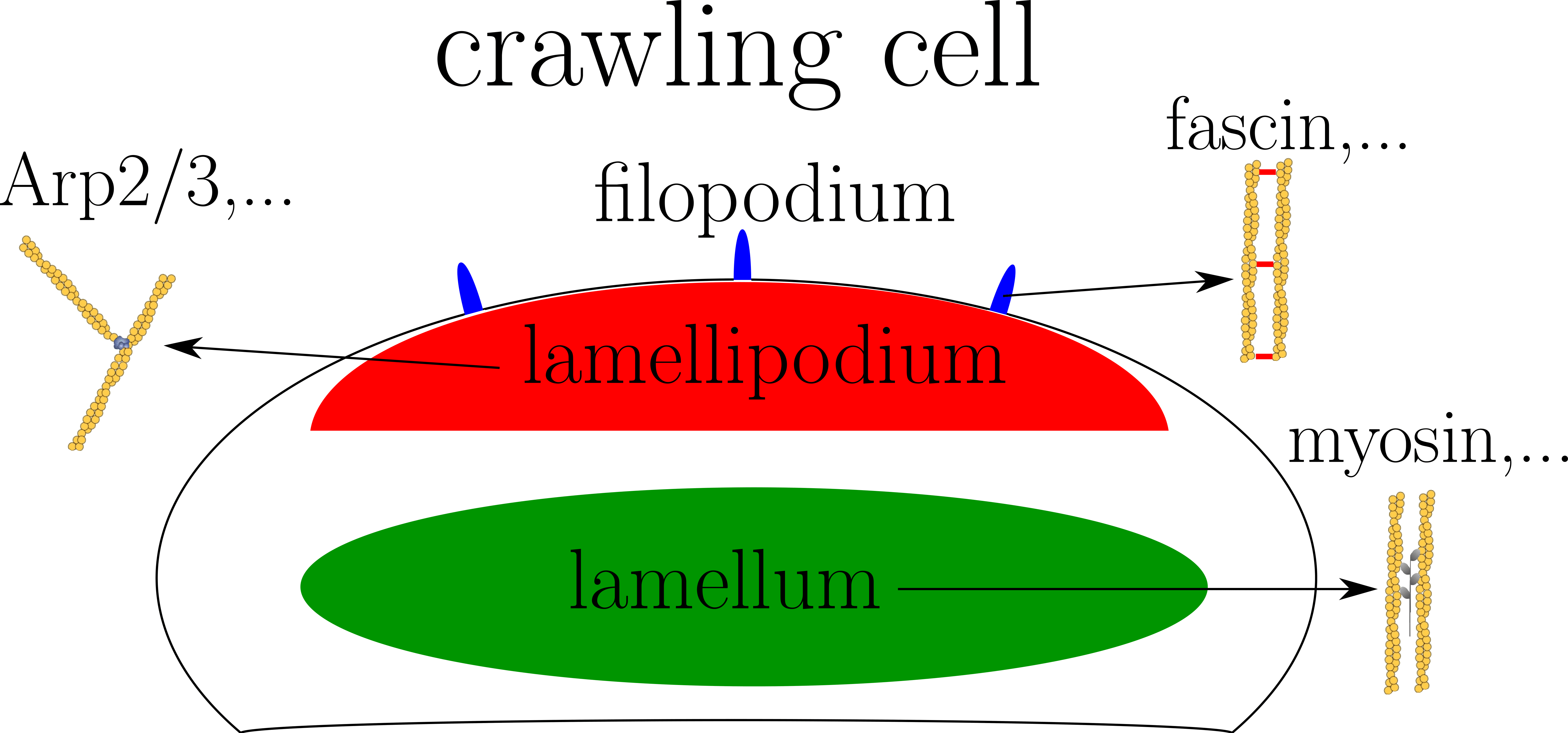 Protein segregation in cells